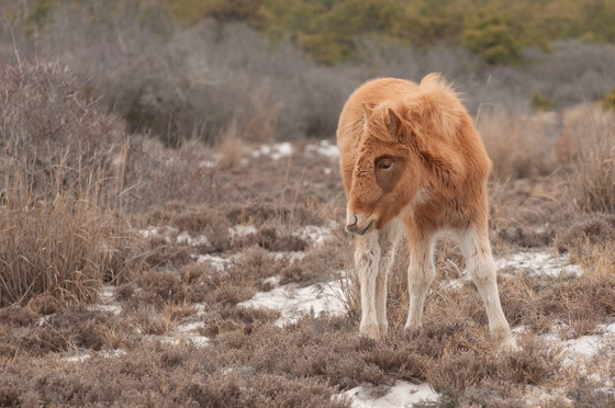 Assateague Island National Seashore