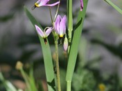 John Muir Wilderness