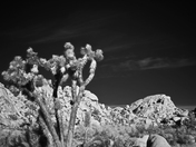 Joshua Tree National Park
