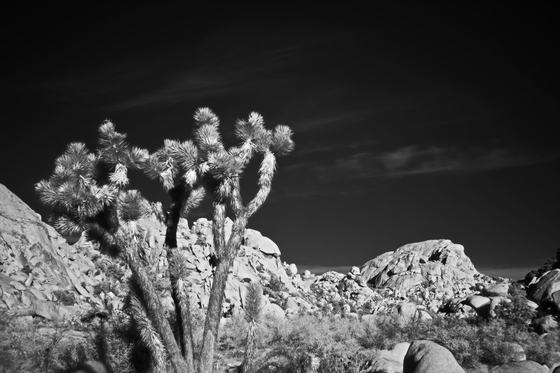 Joshua Tree National Park