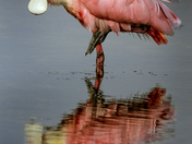 J. N. "Ding" Darling National Wildlife Refuge