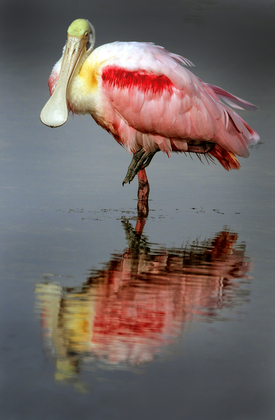 J. N. "Ding" Darling National Wildlife Refuge