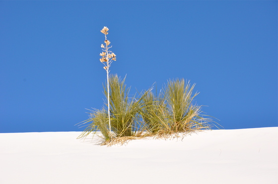 White Sands National Monument