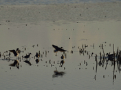 Prime Hook National Wildlife Refuge