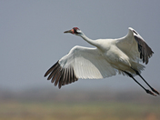 Aransas National Wildlife Refuge