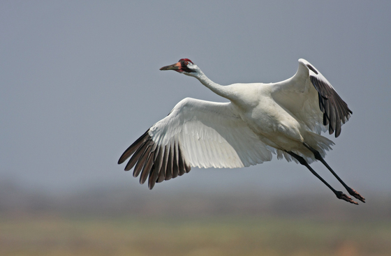 Aransas National Wildlife Refuge