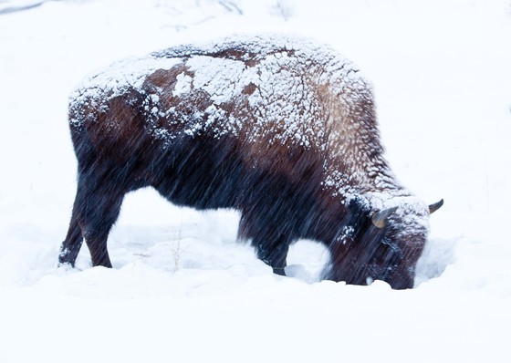 Yellowstone