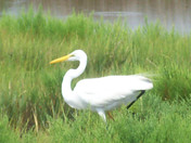 Assateague Island national Seashore