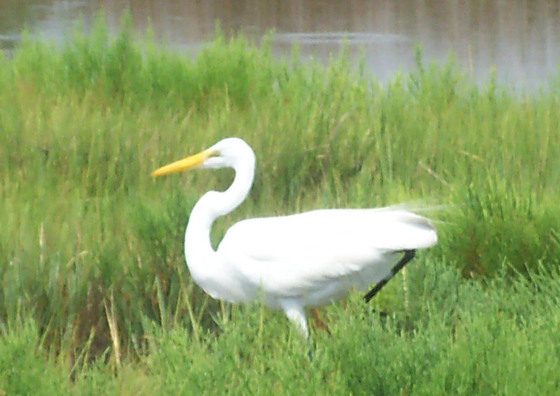 Assateague Island national Seashore
