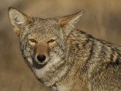 Joshua Tree National Park