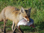Bombay Hook National Refuge