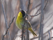Bombay Hook National Refuge