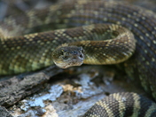 Yosemite National Park