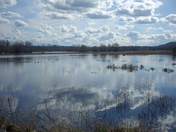 Nisqually Wildlife Refuge