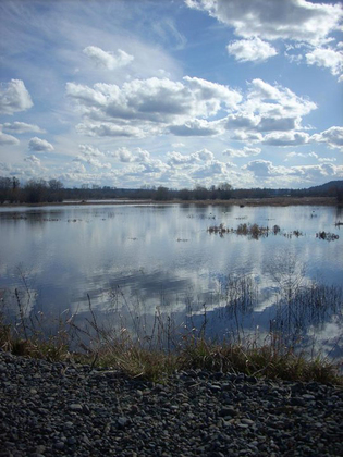 Nisqually Wildlife Refuge