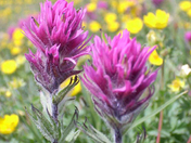 Olympic National Park