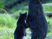 Tongass National Forest