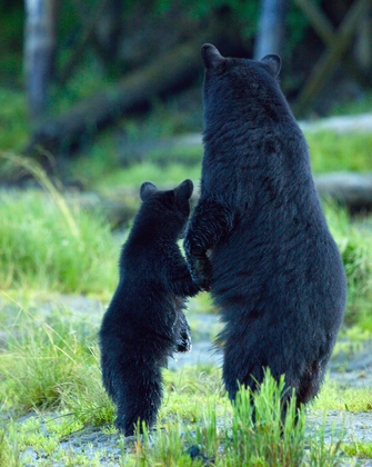 Tongass National Forest