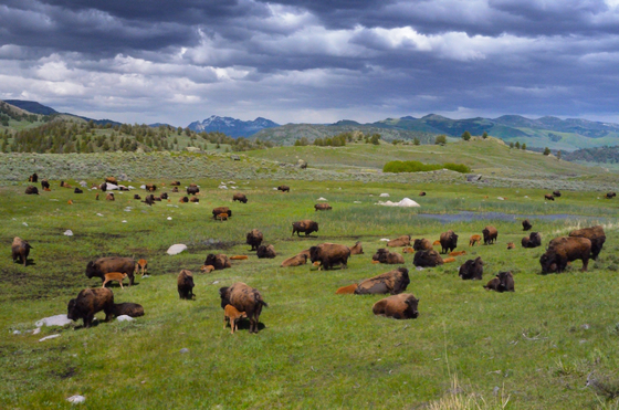 Yellowstone National Park