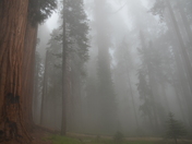 Sequoia National Park