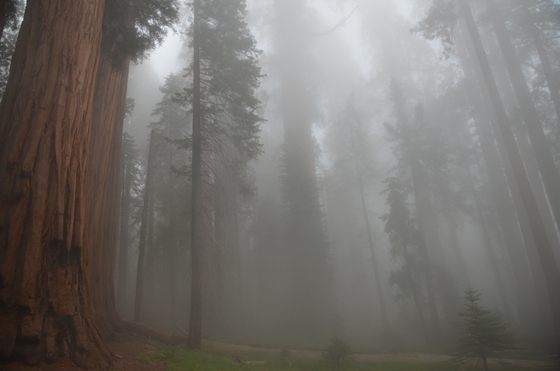 Sequoia National Park