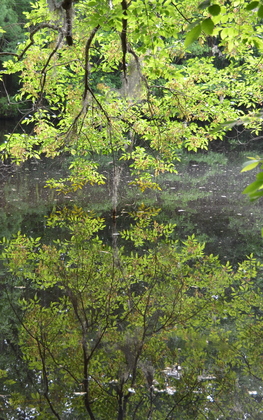 Congaree National Park