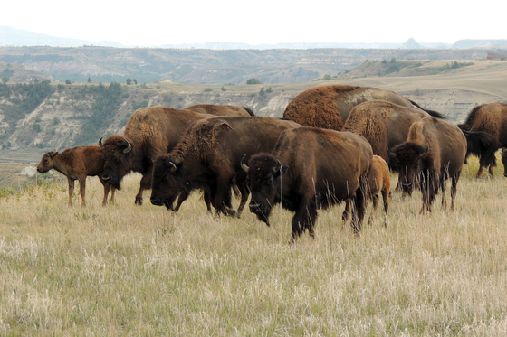 Theodore Roosevelt National Park