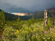 Custer National Forest