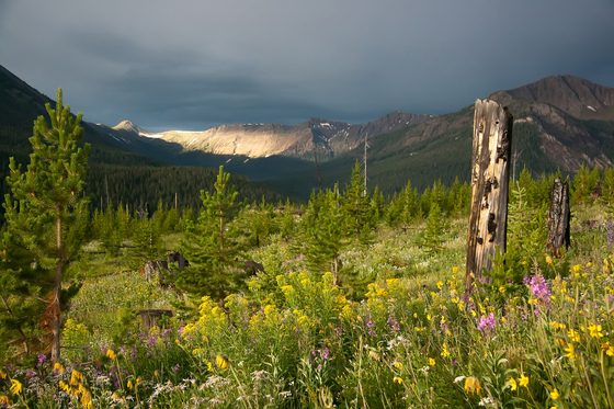 Custer National Forest