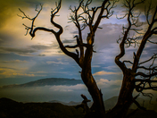 Coronado National Forest
