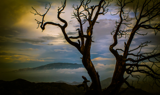 Coronado National Forest