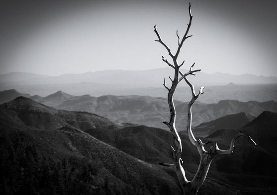 Tonto National Forest