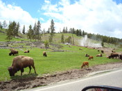 Yellowstone NP