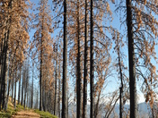 Stanislaus National Forest