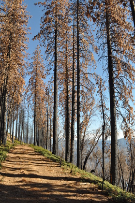 Stanislaus National Forest
