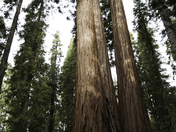 Sequoia National Park