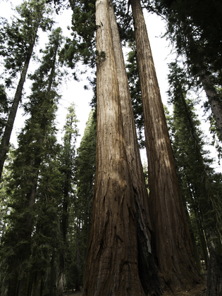 Sequoia National Park
