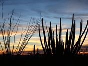 Organ Pipe Cactus National Monument