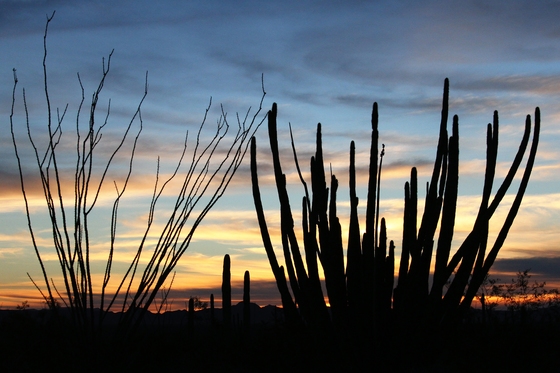 Organ Pipe Cactus National Monument