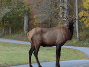 Smokie Mountains National Park