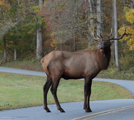 Smokie Mountains National Park