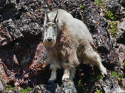 Glacier National Park