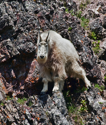 Glacier National Park