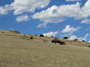 Theodore Roosevelt National Park - South Unit