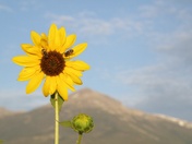 Great Basin National Park