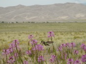 Great Sand Dunes National Park
