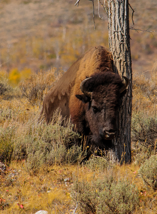 Grand Teton NP