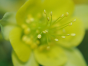 Coronado National Forest
