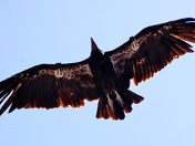 Pinnacles National Monument