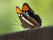 Yosemite National Park